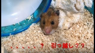 ハムスターがお引越し！手作りハウス作ってみた！【DIY】 ~ Hamster House ~