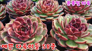 [2/4판매영상] 예쁜 다육이들 58종