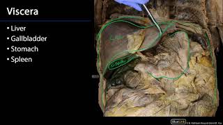 Liver and Gallbladder Stomach, Liver, and Spleen SDV