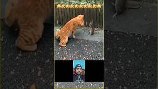 Amazing funny video Chuha and Billi fight 🐈🐭 | funny video | reaction | #shorts #ytshorts #cat #rat