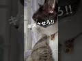 猫はなぜこんなにもキスしたくなるのか shorts