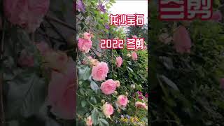 龙沙宝石冬季修剪横拉造型【2022】#Shorts