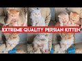 Extreme Quality punch face Persian cat's & kittens available in Hyderabad Imaad Cattery nampally