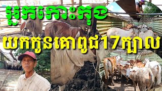 អ្នកកោះកុងយកកូនគោពូជ17ក្បាល និងមេ1ក្បាល