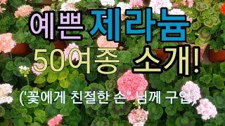 예쁜 제라늄 50여종 소개 (\