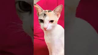 எவ்வளவு இடஞ்சல்😫#youtubeshorts #trendingshorts #viral #catlover #pets #funny #shorts #love #cat 🐈🐈🐈