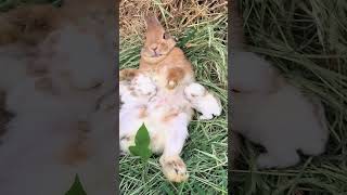 Feed her children #music #rabbitmusic #rabbit #animalphotos #animalpictures #funny #wildrabbits