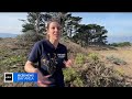 san franciscans volunteer to restore the presidio to more natural setting