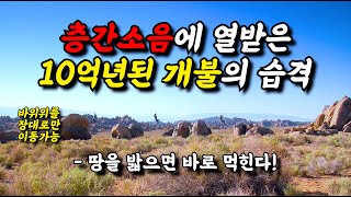 층간소음을 발생시킨 인간을 잡아먹기 시작한 10억년전 개불