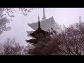 桜咲く香林寺五重塔と須賀神社　～川崎市麻生・多摩区 （ kawasakicity krinji temple five storied pagoda and cherry tree blooms）