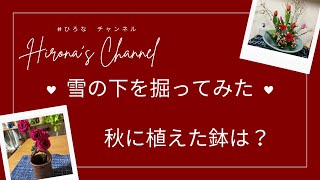 【雪国秋田】雪の下で、秋植えした鉢は今、どんな状態か？