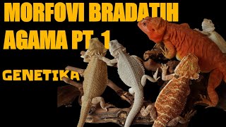 Morfovi Bradatih Agama pt.1 | Osnovni pojmovi u Genetici