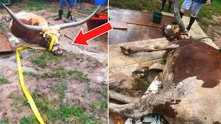 People Rush To Rescue Steer From Neck-Deep Mud During Hurricane
