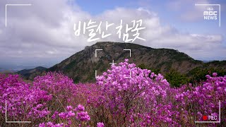 비슬산 참꽃 | 영상플러스