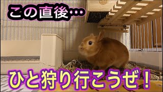 【うさぎ】恒例の週明けは…ツンorデレ？【ネザーランドドワーフ】