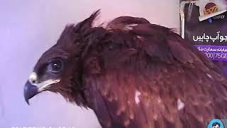 Baaz: A Bird in Danger (2020) Eagle Attack Videos Technical Arfan