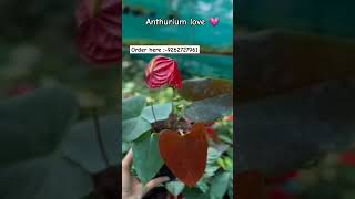 Imported Rare variety anthurium plant online shopping #anthurium #plants #flowers #garden