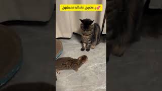 பூனை அம்மாவின் அன்பு💞#mother #cats #protect #save #love #cute #babycats#short #shorts #shortfeed