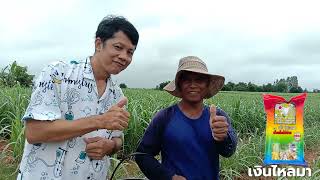 ชาตรีการเกษตรกรุ๊ป #อำเภอเกษตรสมบูรณ์ #จังหวัดชัยภูมิ ตัวแทนจำหน่าย เงินไหลมา