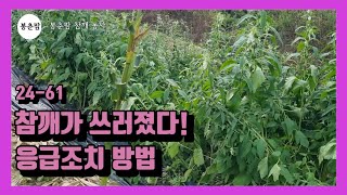 봉춘팜 참깨농사 | 참깨 쓰러졌을 때 대처방법