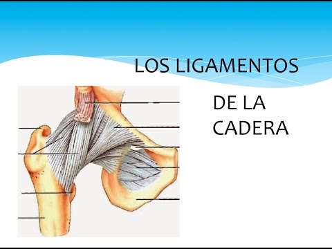 Ligamentos De La Cadera - YouTube