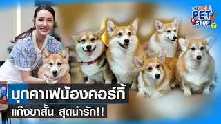 บุกคาเฟน้องคอร์กี้ แก๊งขาสั้น สุดน่ารัก | The Pet Stop จุดนัดพบคนรักสัตว์ season 2 | 08/10/66