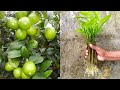 How to propagate lemon tree from cuttings || lemon tree cuttings easy method