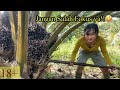 Aduhh..!! Panen sawit bikin sakit pinggang || Panen sawit pokok rendah