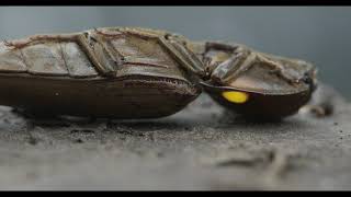 Click beetles, Headlight Beetles and Glowing Larva (Narrated Version)