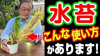 【水苔の使い方】水苔を◯にしてココに挿すだけで効果的に育ちます[Sphagnum moss]Unusual ways to use sphagnum moss@seedpot368