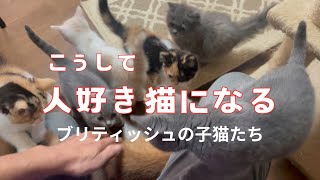 【子猫の育て上げ方】ブリティッシュショートヘアとロングヘア子猫