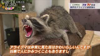 【記者解説！目撃アノ現場】アライグマの被害深刻化　神戸市が捕獲強化