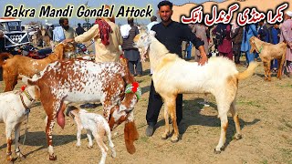 Bakra Mandi Gondal Attock Latest Update 24 February 2025 | Bakra Eid Qurbani