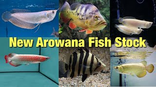 Arowana Fish Stock Available || At C.S Aquatics || All Over India Delivery Possible ||