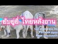 ยับยู่ยี่ ไทยหลังอาน #ไทยหลังอานสีสวาด #puppy #pets