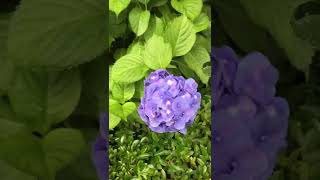 Hydrangea flowers are in full bloom in Japan.