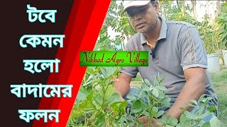 টবে কতগুলো বাদাম পেলাম | টবে বাদাম চাষ | Nikhad Agro Village