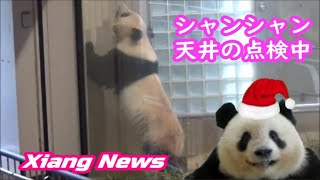 【Xiang News】シャンシャン、天井の点検中\u0026リーリーパパが職場復帰　2021.12.17