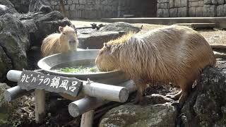 カピバラの鍋風呂 (伊豆シャボテン動物公園)