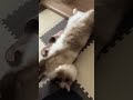 アライグマに似ているラグドールのたぬきみたいな猫が仰向けでゴロゴロしている cat ragdoll catlover shortvideo