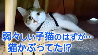 《猫の実話》近所で子猫が４匹生まれ、その中で一番小さくてか弱い子を引き取ったら、猫被ってただけだった…