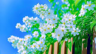 Piano Music to Relieve Stress, Heal Your Mind 🌿 Let Go of Worries \u0026 Enjoy the scenery with flowers