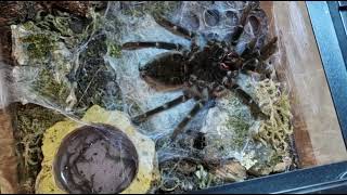 Tarantula Molting Time-Lapse brachypelma sp. Amazing footage!