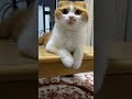 呼んだら分かる茶々丸君 cat cats cute 猫のいる暮らし かわいい ねこ