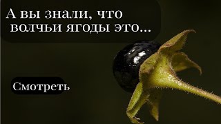 Волчьи ягоды, интересные факты