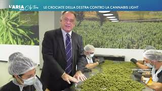 Cannabis, Alessandro Cecchi Paone: \