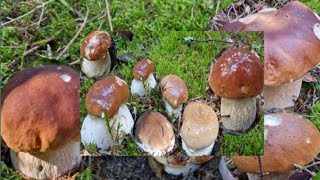 เก็บเห็ดผึ้งหวานแบบรวมสวยๆหมานทั้งคลิบ Mushroom Porcini