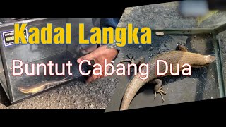 MISTERI KADAL BUNTUT CABANG 2 | LANGKA TAPI ADA