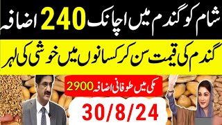 gundam aj k rate/wheat Price in pakistan2024/ گندم کا اج کا ریٹ/makki rate/ گندم میں اچانک اضافہ