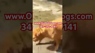 THE MASTER OF ALL BULLDOGS BEEN HAVING FRENCH MASTIFFS, DOGUE DE BORDEAUX, BORDEAUX BULLDOGS